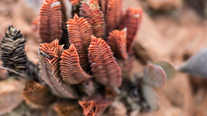 Karoo Cactus Justin Bonello
